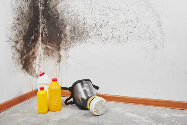 Professional Mold Remediation in Childersburg, AL