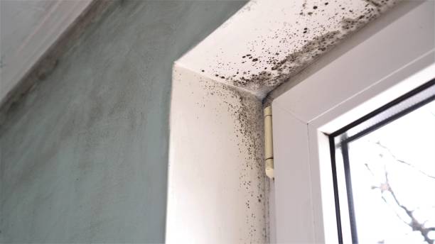 Best Attic Mold Remediation in Childersburg, AL