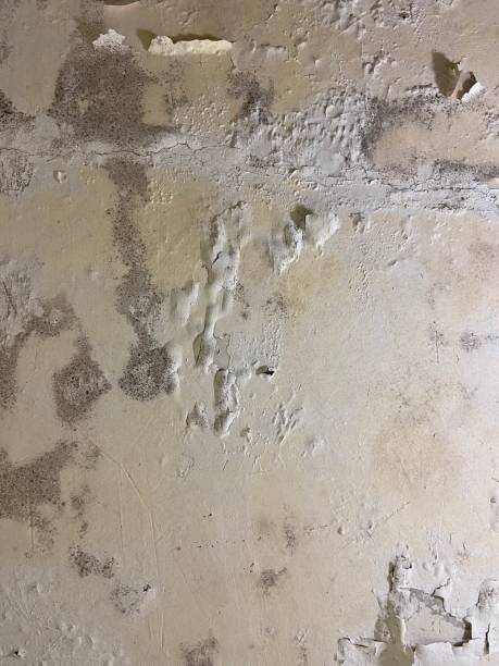 Best Mold Testing and Inspection Services in Childersburg, AL