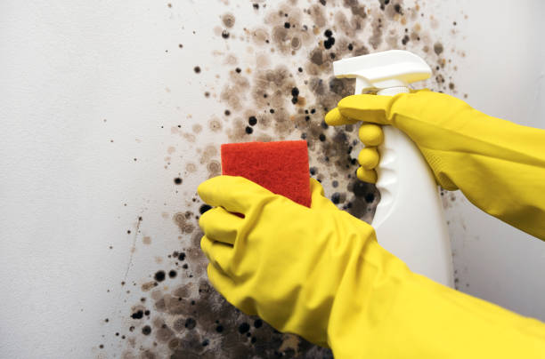 Best Commercial Mold Remediation in Childersburg, AL