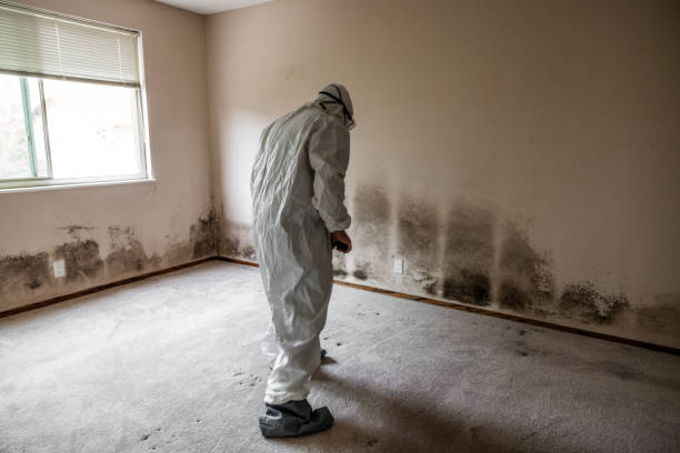 Best Basement Mold Remediation in Childersburg, AL