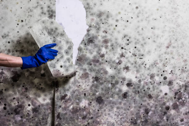Best Bathroom Mold Remediation in Childersburg, AL